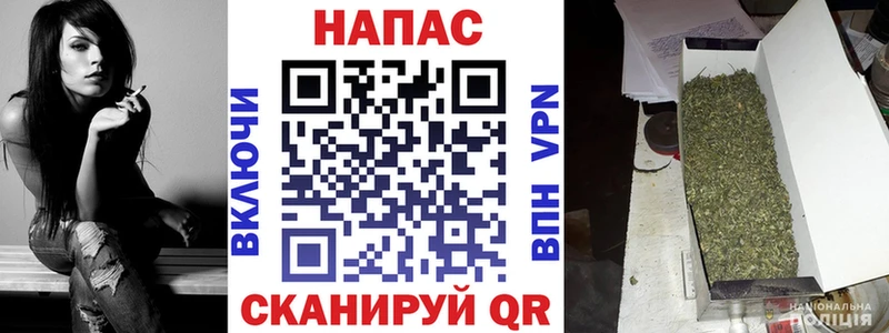 Конопля сатива  Куса 
